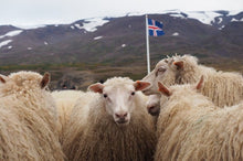 画像をギャラリービューアに読み込む, 【唯一の原種ひつじ】 アイスランド産ラム 肩ロース 250g
